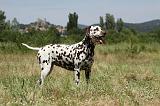 DALMATIEN 355